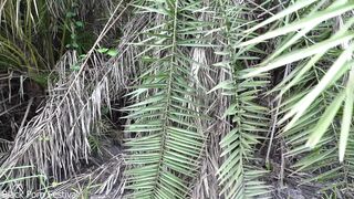 Hot African native woman cooking in the jungle